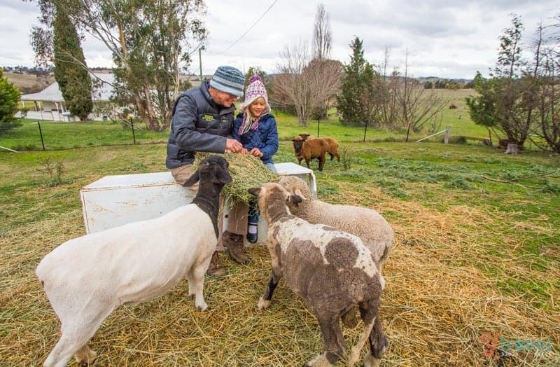 18 Awesome Things To Do In Bathurst, NSW With Kids 88 bathurst new south wales 206