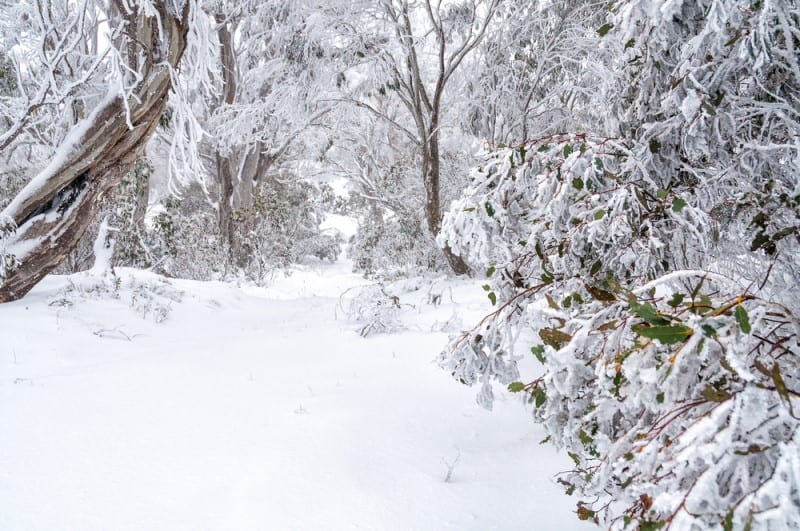 10 Best Winter Holiday Destinations In Australia For 2026 (Embrace The Hot Or Cold) 26 winter holiday deestination Australia skiiing