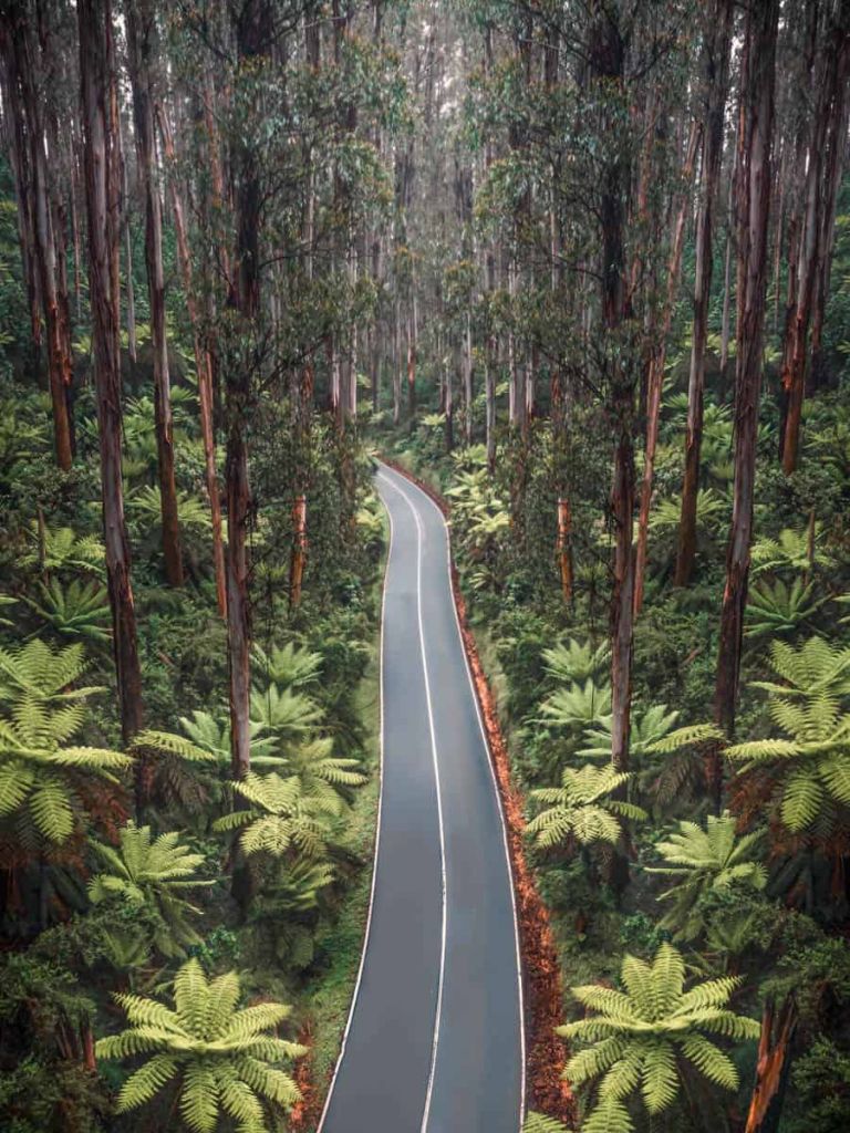 Black Spur Drive victoria australia 1