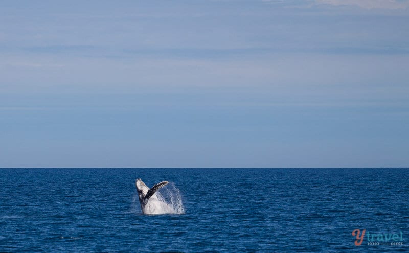 whale watching hervey bay 27